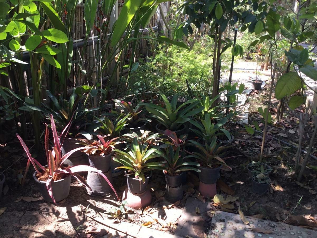Rustic​ Charm​ Suphan​ Ban Tha Pong Luaran gambar